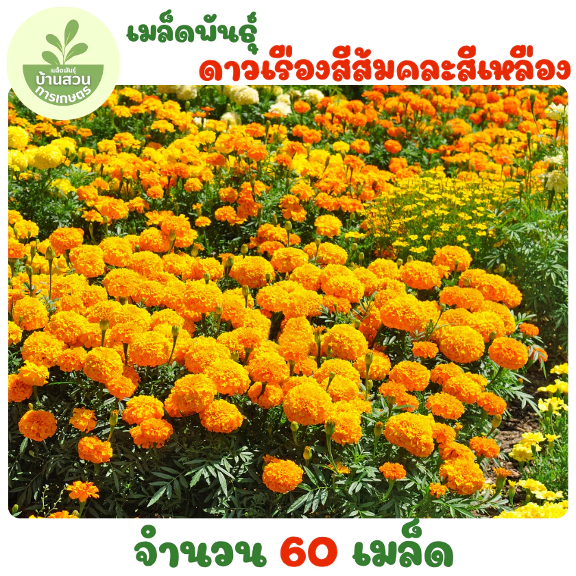 เมล็ดพันธุ์ดอกดาวเรืองสีส้มคละสีเหลือง 60 เมล็ด