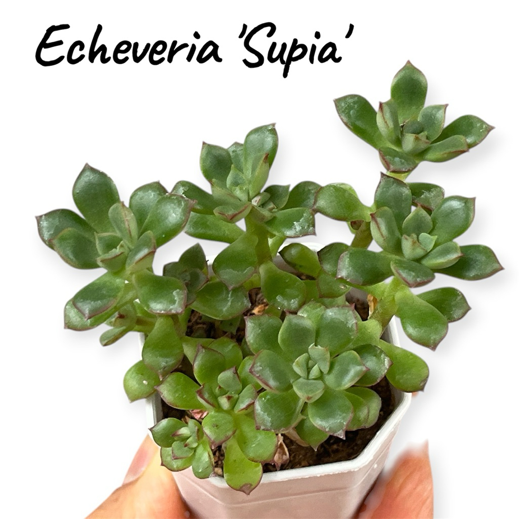 Echeveria 'Supia' ไม้อวบนำ้ น่ารักๆ กระถาง 2 นิ้ว