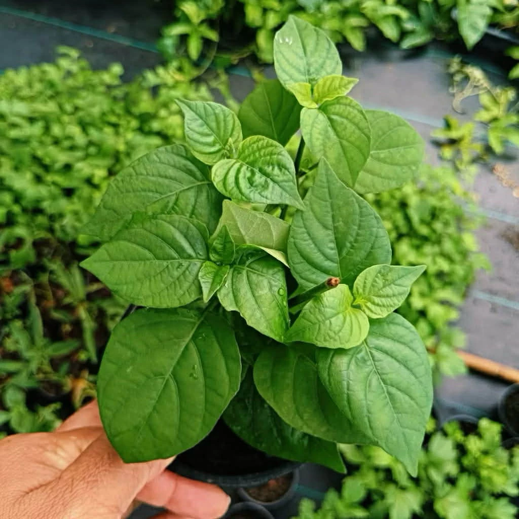🌱🌱 ต้นกล้าอ่อมแซมป่า พร้อมปลูก 🌱🌱