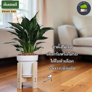💤🤍ต้นเดหลี Peace Lily พร้อมกระถาง+เม็ดPopper+จานรอง+ขาตั้งไม้สน (ต้นไม้ฟอกอากาศ)