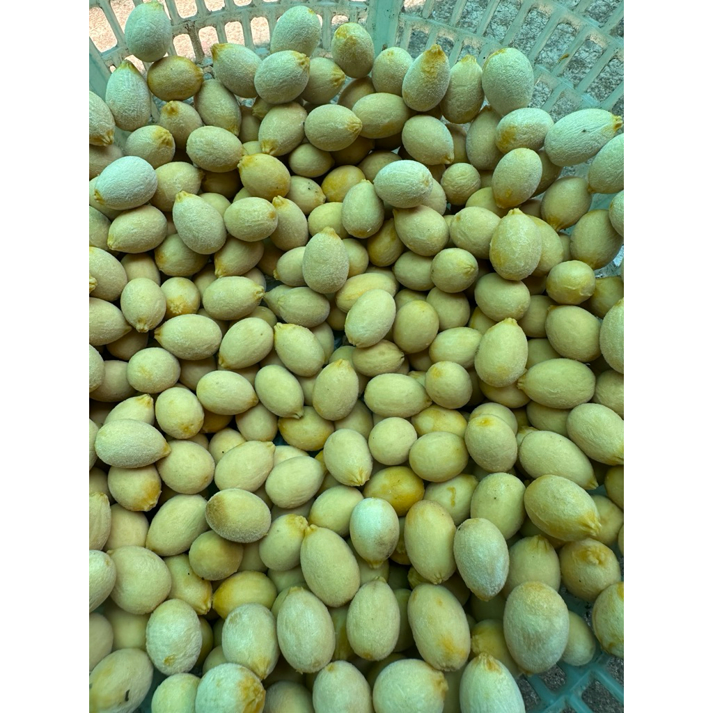 เมล็ดผักหวานป่าปี69ล้างเปลือก20เมล็ด35บาท