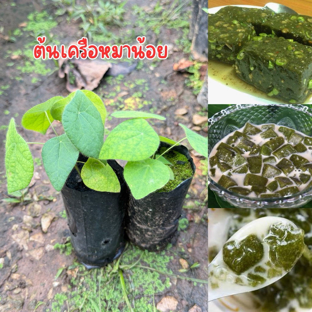 ต้นเครือหมาน้อย ชุด4ต้น พร้อมส่ง ราคาถูก Shopee Lazada