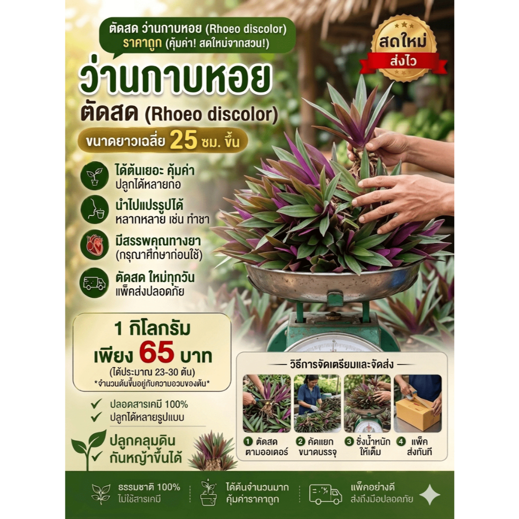 ว่านกาบหอยตัดสดพร้อมปลูก ปลูกง่าย คลุมดิน ถูก 1กก.23-30ต้น 65บาท
