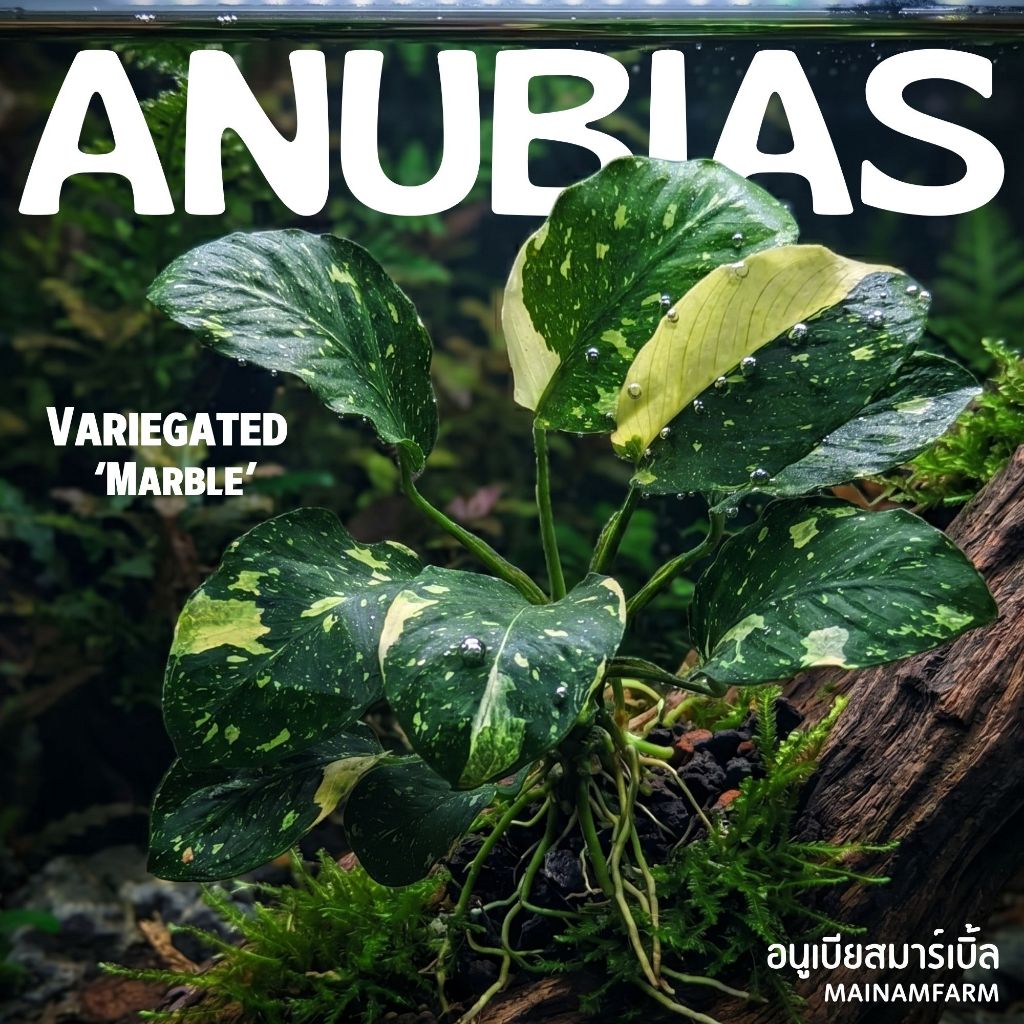 อนูเบียสใบด่าง "มาร์เบิ้ล" เลือกขนาดได้ - ANUBIAS NANA VARIEGATED ‘MARBLE’ ต้นไม้น้ำ หายาก