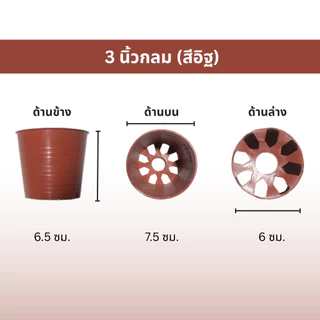 กระถางต้นไม้ ทรงกลม ขนาด 3 นิ้ว แพ๊ค 50 ใบ (ราคาต่อ 1แพ็ค)
