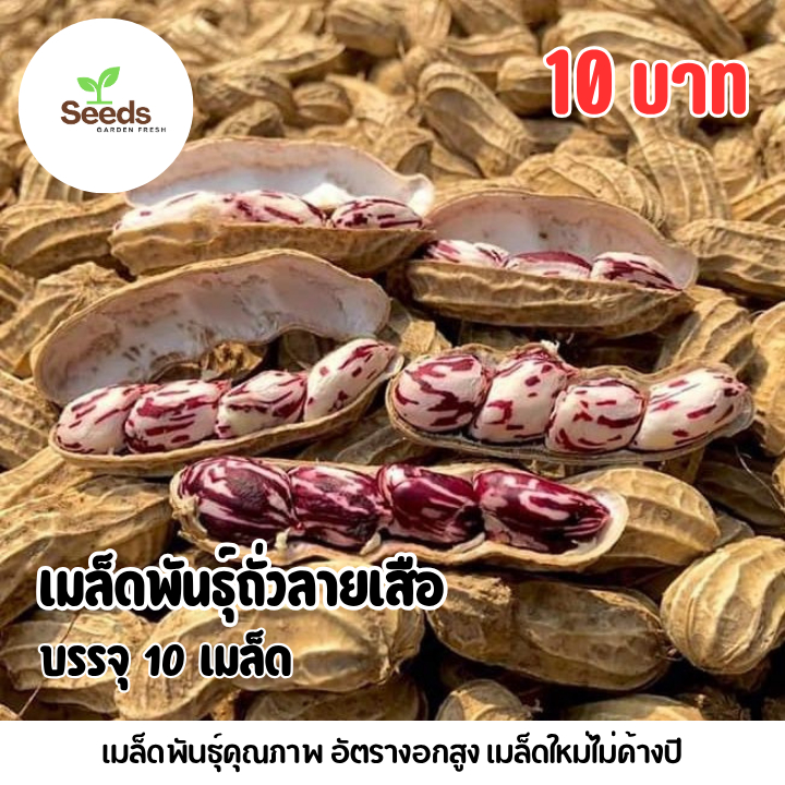 เมล็ดพันธุ์ถั่วลายเสือ บรรจุ 10 เมล็ด