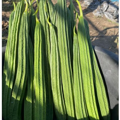 บวบเหลี่ยม CT/OP-051 ผักซอง เจียไต๋ บวบ เมล็ดพันธุ์ผัก เมล็ดผัก เมล็ดพืช ผักสวนครัว ประมาณ 14 เมล็ด ราคา ถูกที่สุด ดีลบีเคเค แกลเลอรีภาพที่ 7