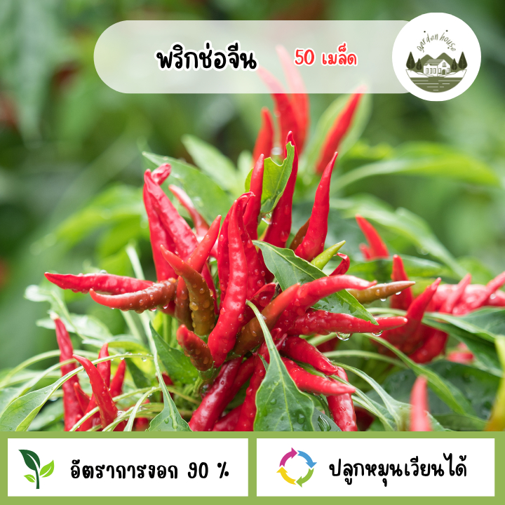 เมล็ดพริกช่อจีน 50 เมล็ด
