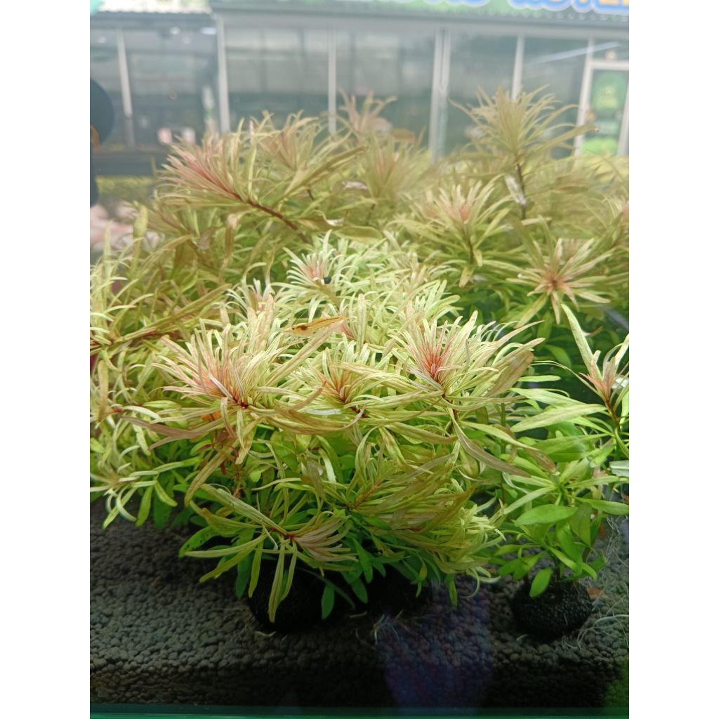 ต้นไม้น้ำสวยๆ ลัดวิเจียไวน์ ไม้น้ำพันก้อนวาบิ