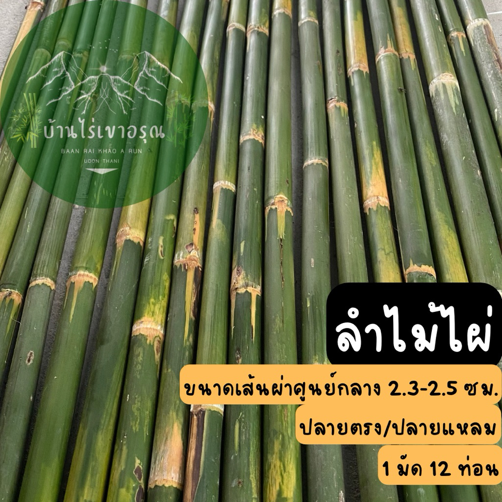 ลำไม้ไผ่เล็ก ขนาดเส้นผ่าศูนย์กลาง 2.3-2.5 ซม. | ปลายแหลม / ปลายตรง | 1 มัด 12 ท่อน ราคาถูก Shopee Lazada