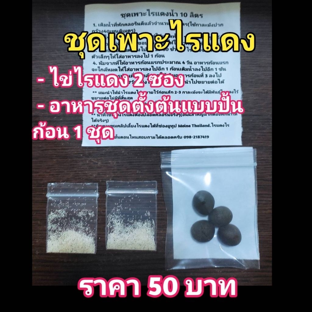 ชุดเพาะไรแดงน้ำใสราคา50บาท