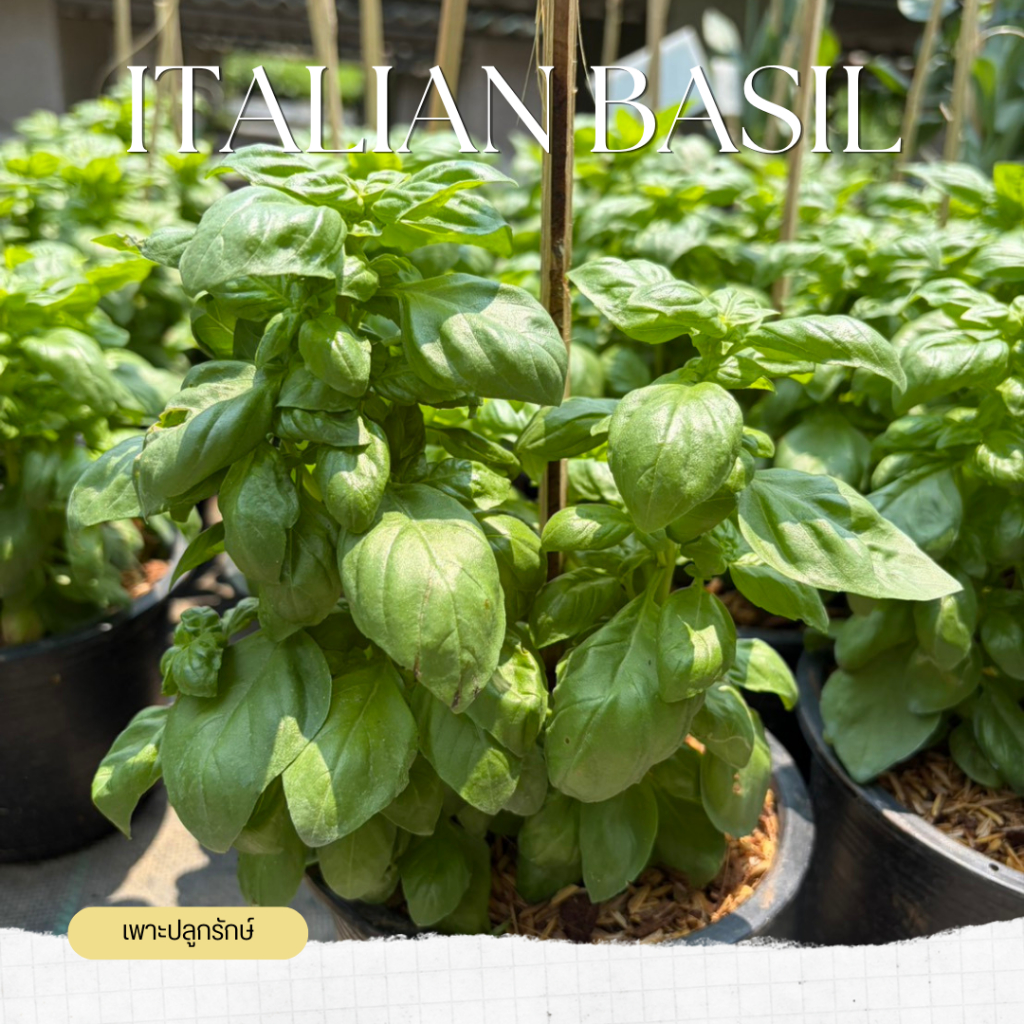 ต้นโหระพาฝรั่ง  #อิตาเลี่ยนเบซิล Italian Basil /sweet basil  (สีเขียว, สีแดง)  H30