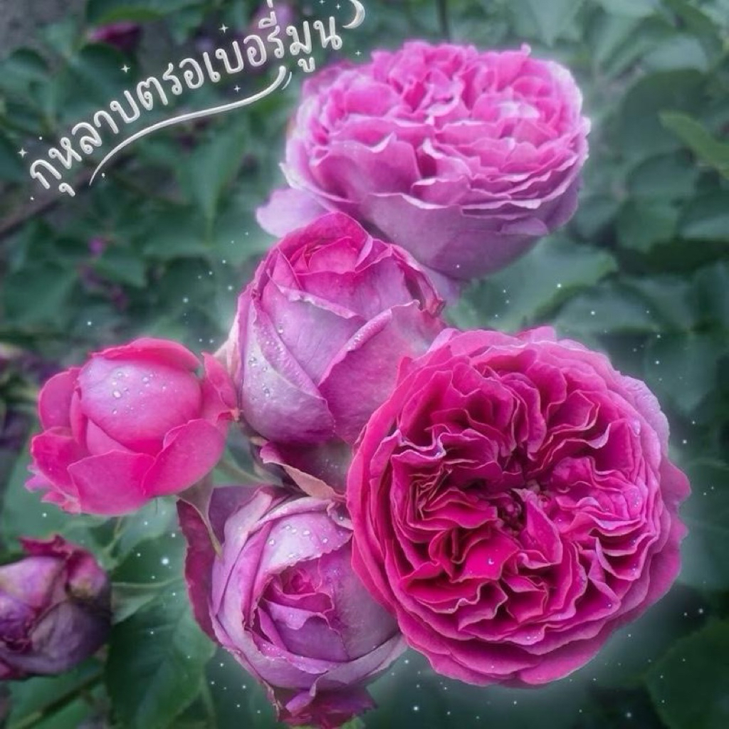 กุหลาบ Strawberry Moon (สตรอเบอร์รี่ มูน)กุหลาบสีสด ดอกน่ารัก กลิ่นหอมแรง