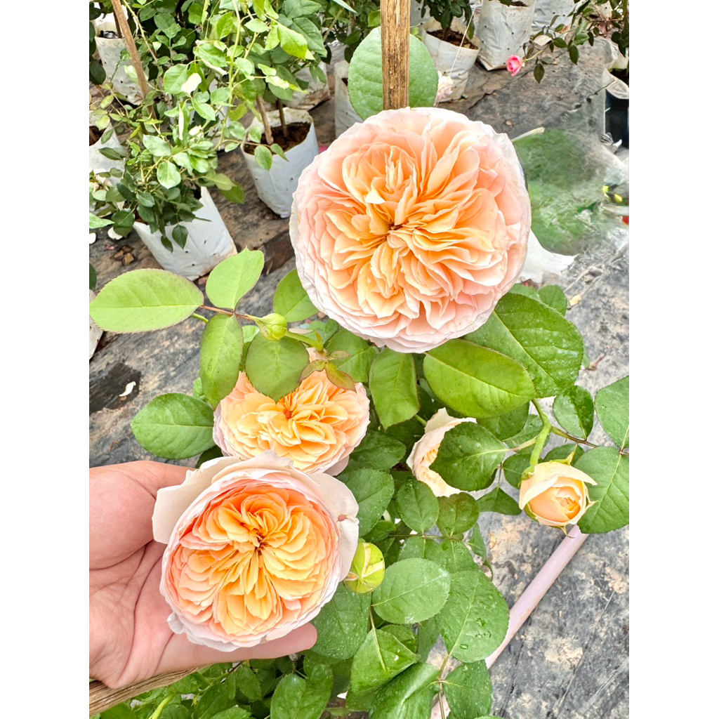 กุหลาบสายพันธุ์จูเลียต (Juliet) ทรงถ้วย อังกฤษ บานทน ดอกสีส้มอ่อน ขนาดใหญ่ สวยงาม สำหรับปลูกในสวน