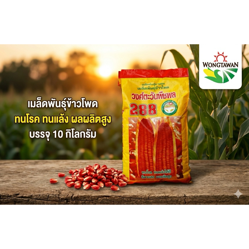 เมล็ดพันธุ์ข้าวโพด วงศ์ตะวัน288 ขนาด10กก.