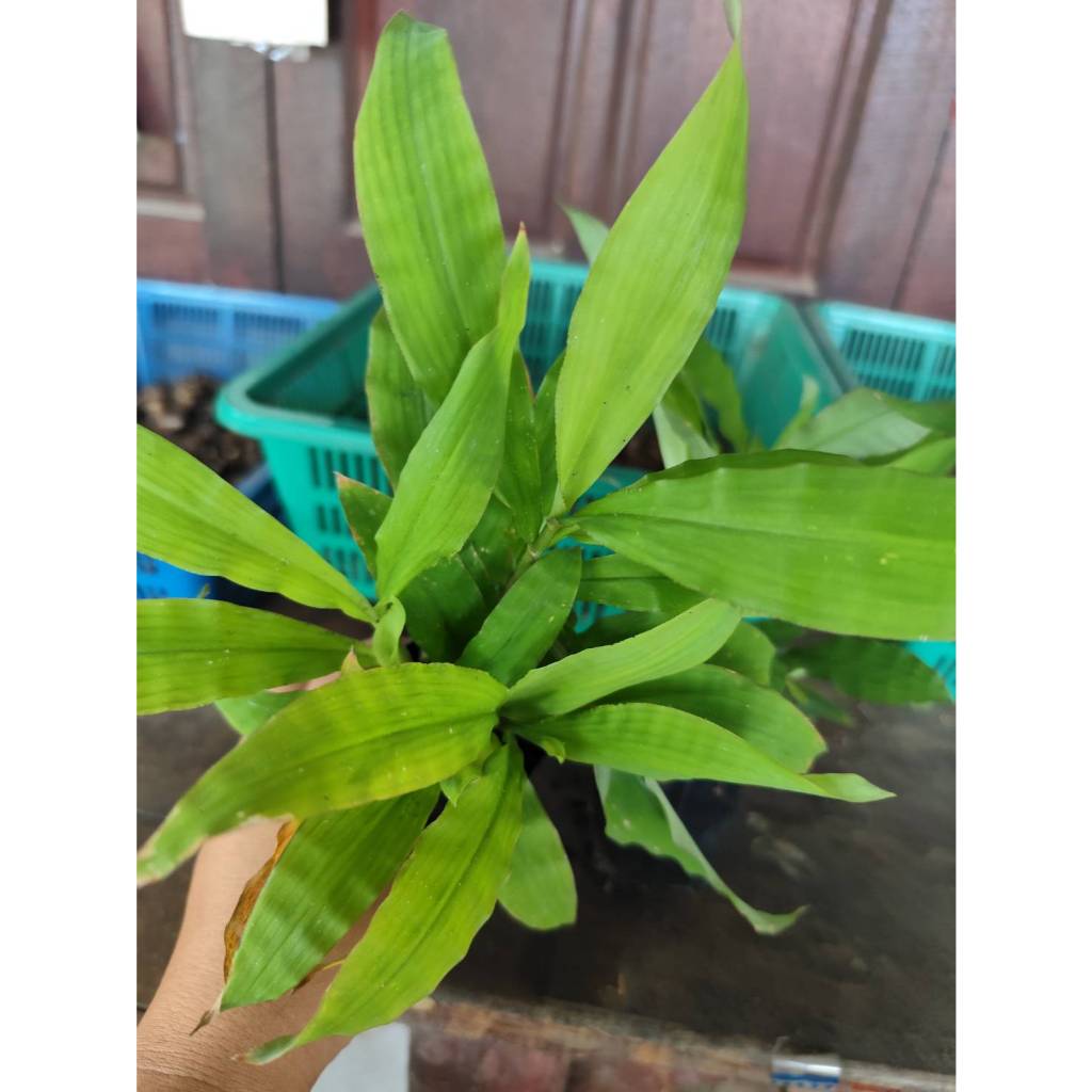 🌾หญ้ารีแพร์(2ถุงเพาะชำ)🌾หญ้าฮี๋ยุ่ม กระชับช่องคลอด ปลูกต่อขยายพันธ์ได้ สินค้าพร้อมส่ง