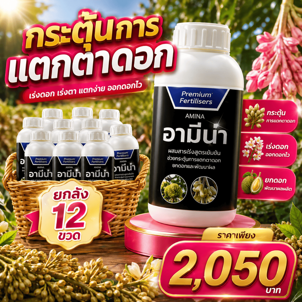 เปิดตาดอก (ยกลัง) อามีน่า12ขวด ดอกดก ผลดก 1ลิตร สาหร่าย อะมิโน เปิดตาดอกทุเรียน ใช้ได้กับพืชุกชนิด