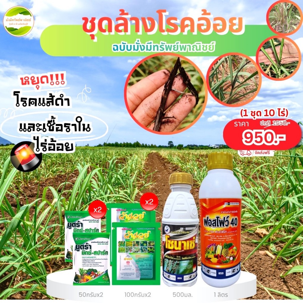ชุดล้างโรคในอ้อย หยุดลุกลาม รักษาโรคแส้ดำและเชื้อราในอ้อย ฟื้นลำต้นอ้อยให้เขียวแข็งแรง แตกหน่ออ้อยใหม่ 1 ชุด 10-15ไร่