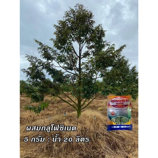 ฟลูมิออกซาซิน 50 WP คุมวัชพืชก่อนงอกและหลังงอกทุกชนิด ในไร่อ้อย มันสำปะหลัง ข้าวหว่านแห้ง และผสมสารกำจัดวัชพืช