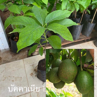 (จำนวน 1 ต้น) ต้น อโวคาโดเสียบยอด(ต้นละ 129บาท) พันธุ์แฮส,พิงค์เคอร์ตัน,บัคคาเนีย,บูท 7,ปีเตอร์สัน,เฟอร์เต้