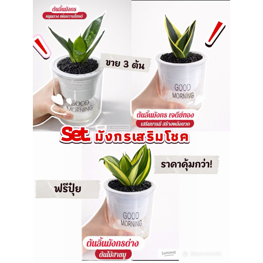 set ลิ้นมังกร 3 แบบ+กระถาง good morning รดน้ำอัตโนมัติ+ หินดำบาหลี+แถมฟรีปุ๋ยสูตร13-13-13