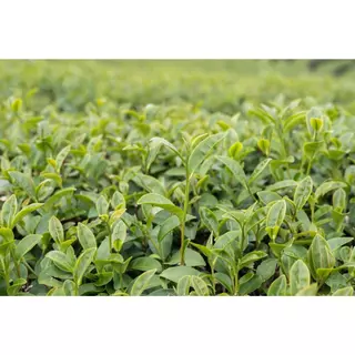 ชาเขียวพรีเมี่ยม PREMIUM GREEN TEA(สูตรหอมนุ่มละมุน) CHA HMONG (ไม่แต่งกลิ่นมะลิ)ชาเขียวจาก เชียงราย