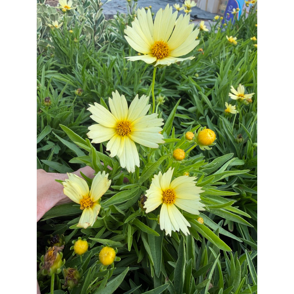 ต้นจันทร์ฉายดอกใหญ่ กระถาง5-6" ไม้ดอกทนแดด สีสวยๆทนๆ