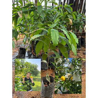 (ต้นเอบิว สูง 100-120cm. 1ต้น 199บาท )Abiu ต้นกล้า เอบิว ผลไม้ทองคำ ต้นเพาะเมล็ด จำนวนพันธ์ใต้หวัน ออกผลผลิตภายใน2-3ปี