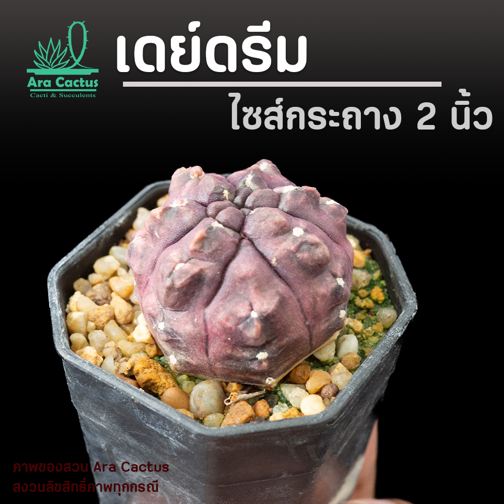 สวนขายเอง! ยิมโนมอนส์ Gymnocalycium monstrose ไซส์กระถาง 2 นิ้ว แคคตัส กระบองเพชร ต้นไม้ประดับ อวบน้ำ  แคนตัส  ตะบองเพ