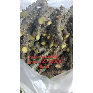 บอระเพ็ดสดราคาถูก น้ำหนัก1กิโลกรัม50บาท