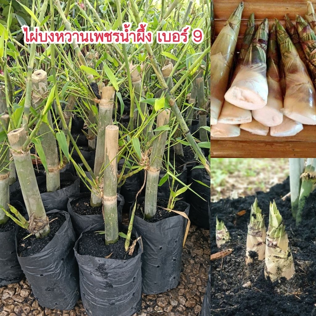 ต้นไผ่บงหวานเพชรน้ำผึ้งเบอร์ 9 (ชำเหง้า) หน่อไม้ที่ทานดิบได้ รสชาติหวานกรอบ ปลูก 6-8 เดือนเริ่มให้หน่อ