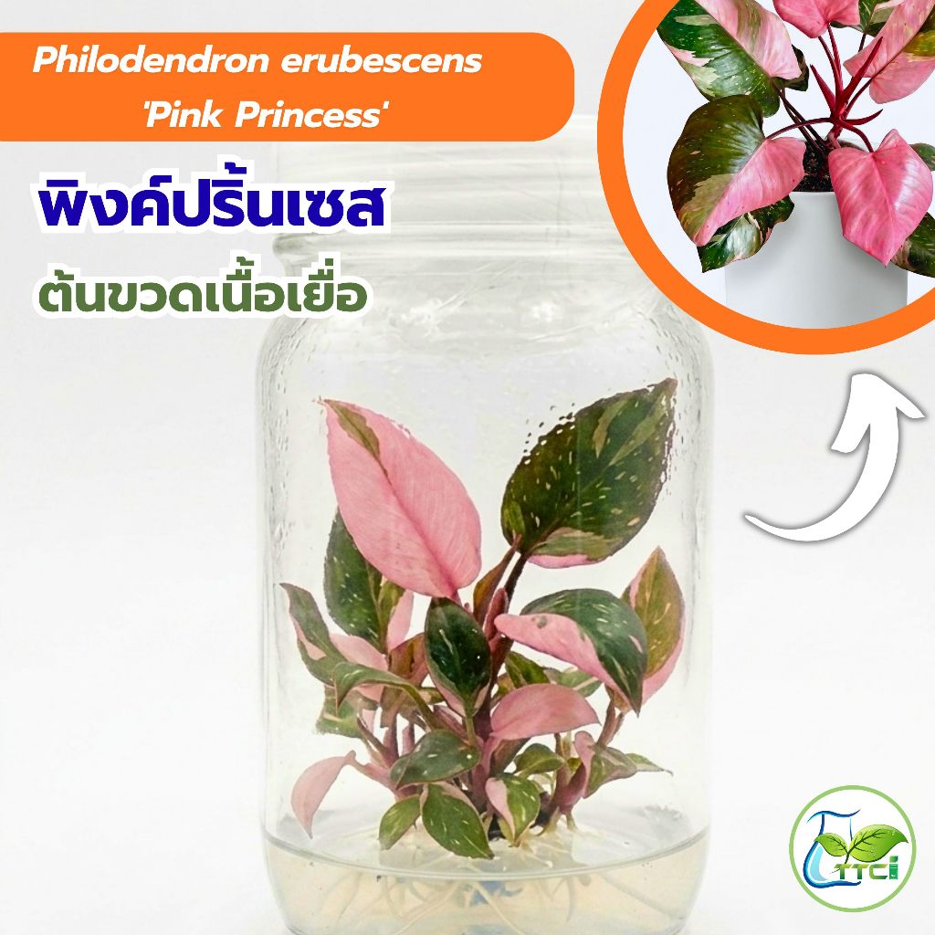 พิงค์ปริ้นเซส (ต้นเนื้อเยื่อ) เซต 10 ต้น