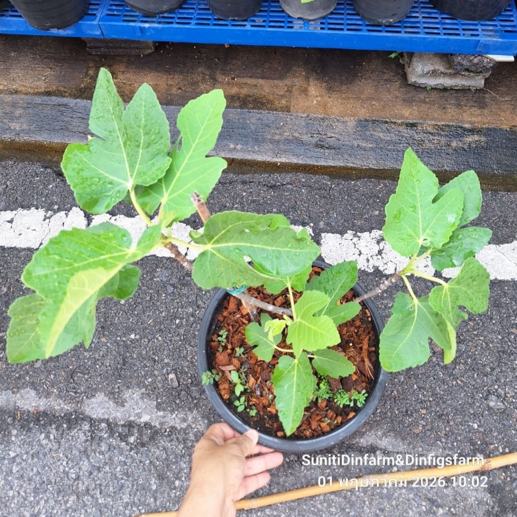 มะเดื่อฝรั่ง คุโรมิซุ Kuromitsu Tree figs
