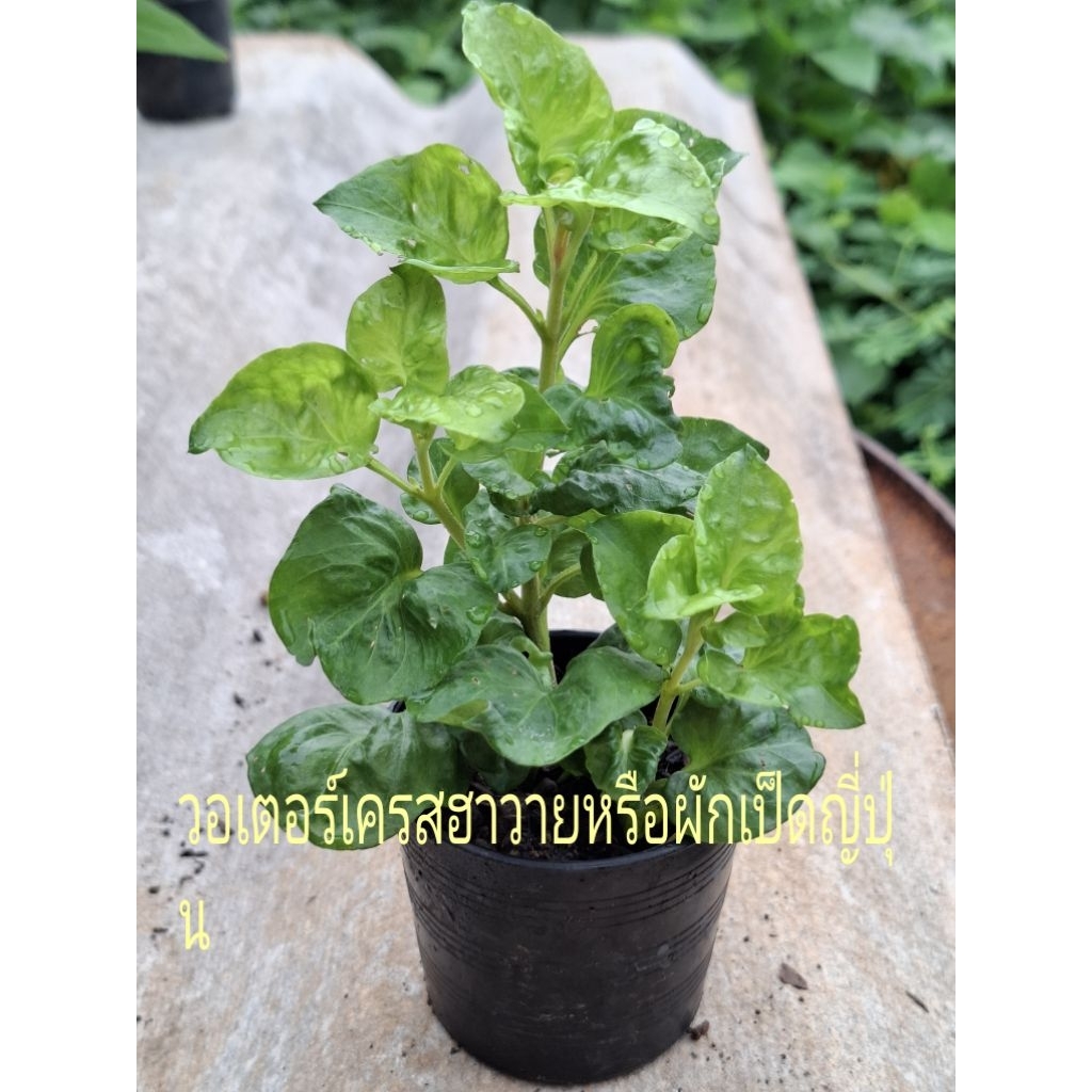 ต้นพันธุ์ วอเตอร์เครสฮาวายหรือผักเป็ดญี่ปุ่น (ผักแข็งแรง)