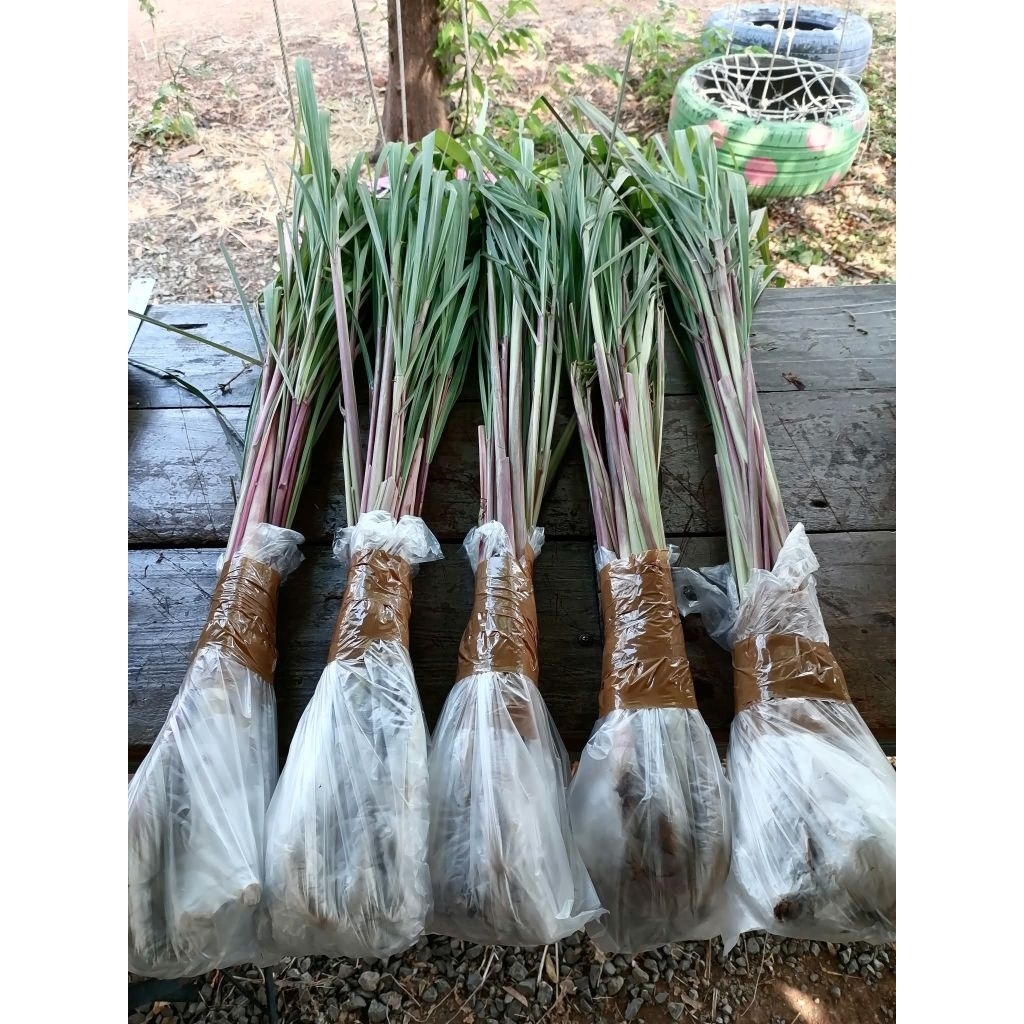 ตะไคร้หอม [ตัดสดทั้งต้นใบเป็นกิโลกรัม]: [ไร้สารเคมี:Organic] : Cymbopogon nardus [สำหรับสกัดน้ำหอมระเหย หมักยาไล่แมลง] ราคา ถูกที่สุด ดีลบีเคเค แกลเลอรีภาพที่ 3