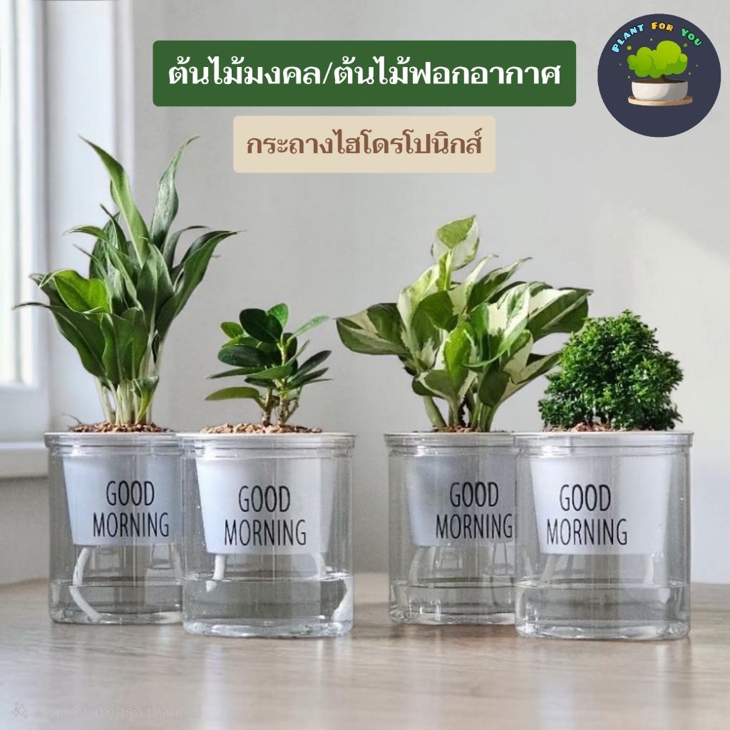 🌱ต้นไม้ฟอกอากาศ/ต้นไม้มงคล ต้นไม้ตั้งโต๊ะทำงาน (มีหลายชนิด) พร้อมกระถางรดน้ำอัตโนมัต 4"นิ้ว ครบชุดพร้อมปลูก