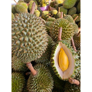 ทุเรียนหมอนทองลับแล 1-2ลูก น้ำหนัก 1500-2300 กรัม ส่งฟรี 2-5 วันทาน