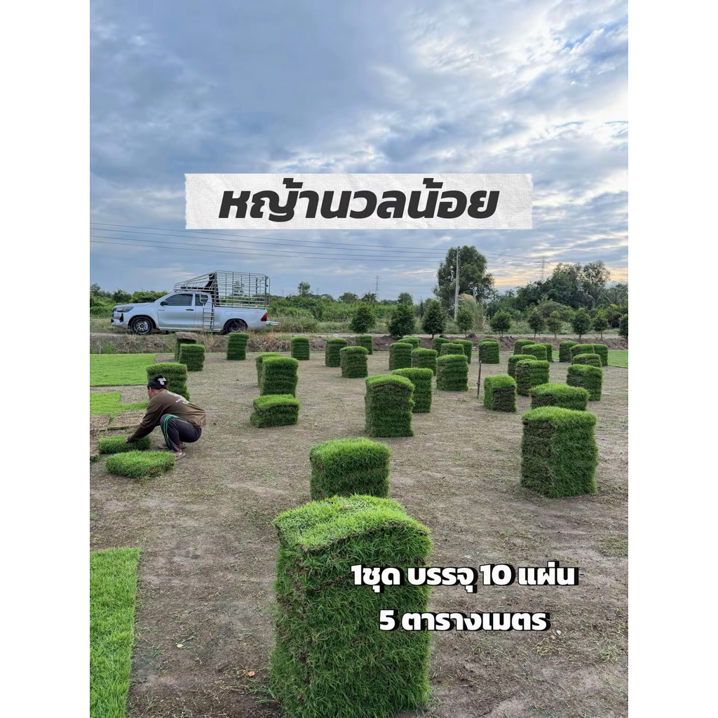 หญ้านวลน้อย 1ชุด 10 แผ่น ปลูกได้ 5 ตารางเมตร หญ้าตัดใหม่ตามออเดอร์(ขนาด50x100ซม.)หญ้าจริง