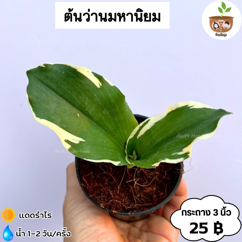 ต้นว่านมหานิยม หรือต้นว่านเมตตามหานิยม จัดส่ง 2 ต้นขึ้นไปคละแบบไหนก็ได้