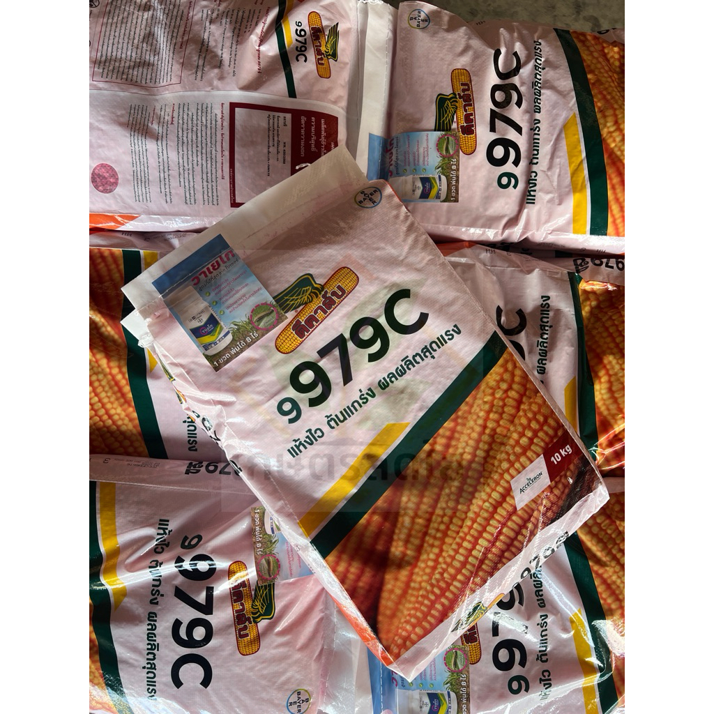 ข้าวโพดดีคาล์บ 9979c (3 หุน) ขนาด 10 กก.💲 แห้งไว ผลผลิตสูง ลำต้นแข็งแรง