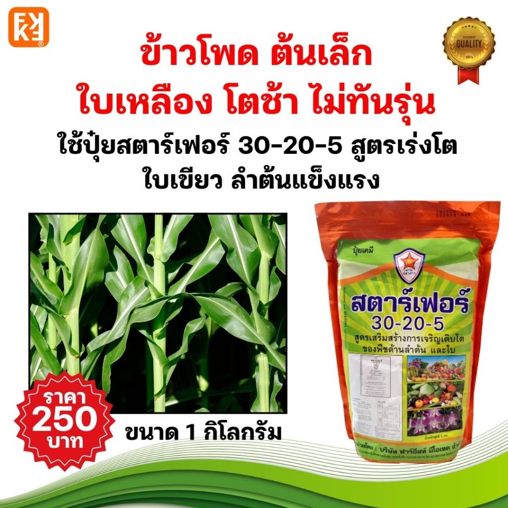 ข้าวโพด ต้นเล็ก ใบเหลือง โตช้า ไม่ทันรุ่น ด้วยปุ๋ยสตาร์เฟอร์ 30-20-5 สูตรเร่งใบเขียว ลำต้นแข็งแรง