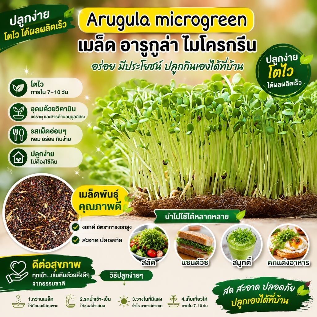 เมล็ดไมโครกรีน arugula Microgreen ต้นจิ๋วไมโครกรีน