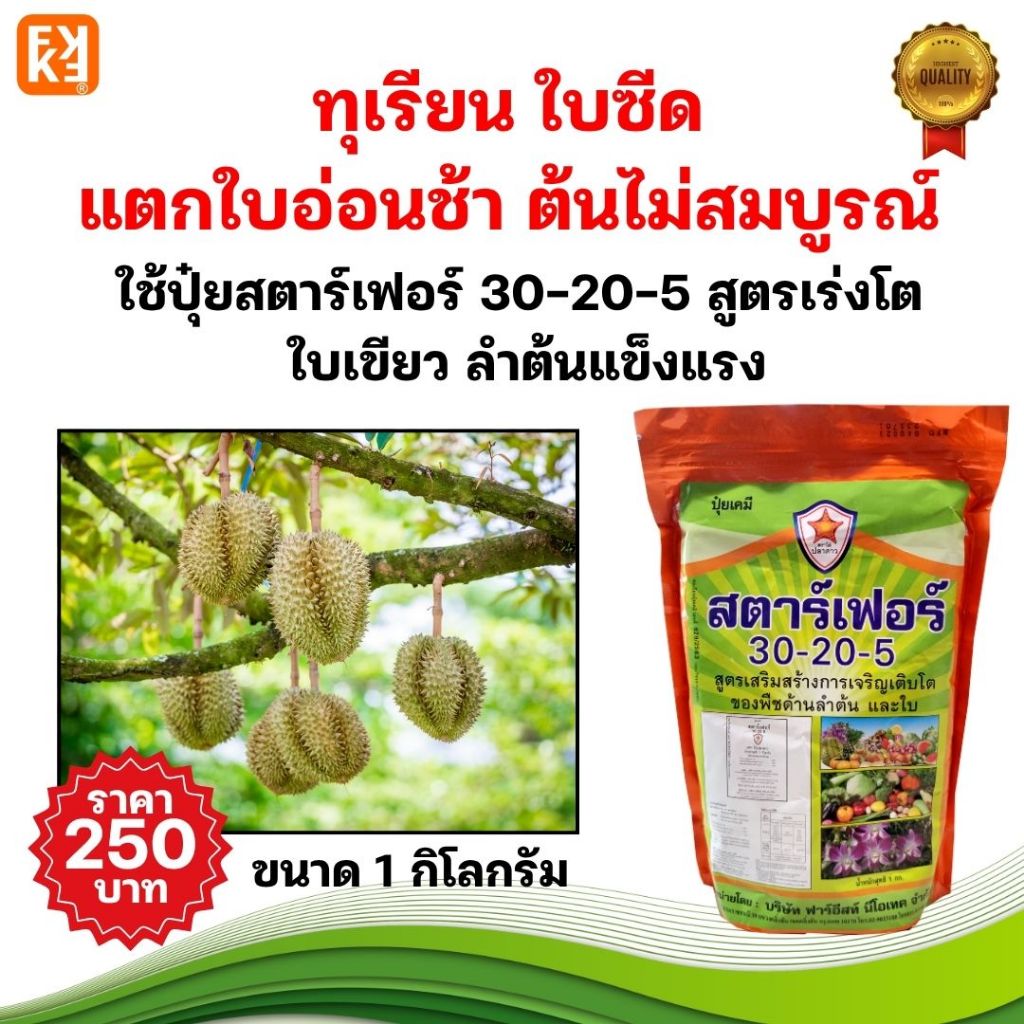 ทุเรียน ใบซีด แตกใบอ่อนช้า ต้นไม่สมบูรณ์ สะสมอาหารไม่พอ เร่งฟื้นต้นด้วย ปุ๋ยสตาร์เฟอร์ 30-20-5