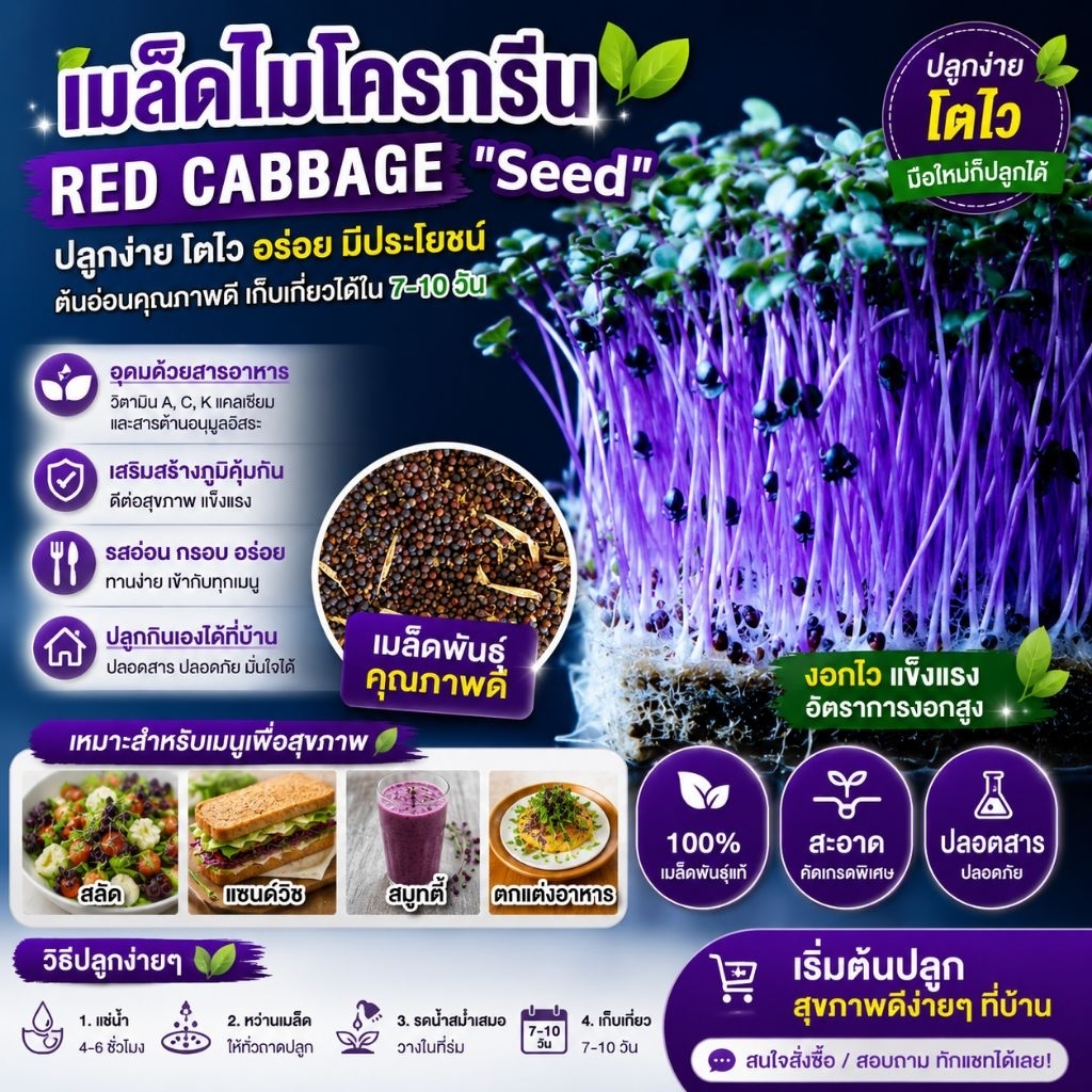 เมล็ดไมโครกรีน Red cabbage microgreens ปลูกง่าย ระยะเวลาปลูกสั้น