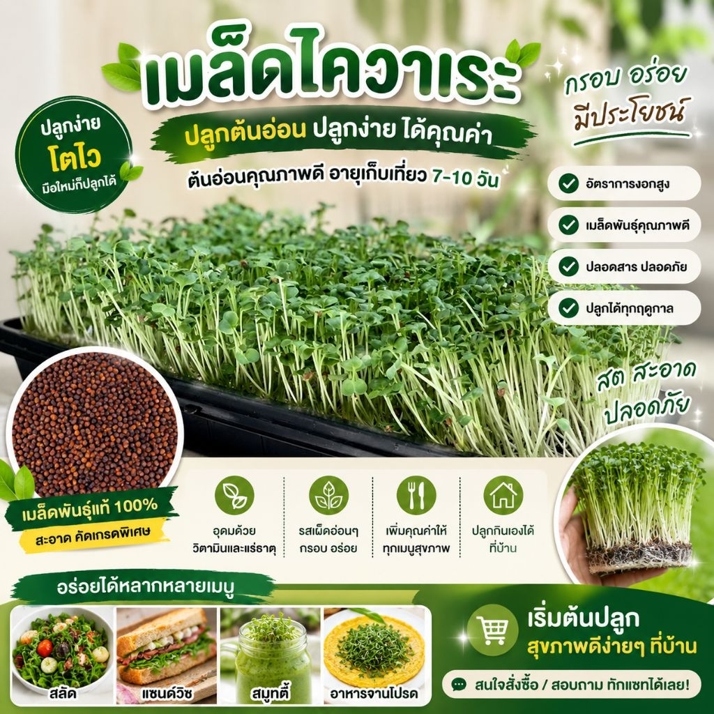 เมล็ดไควาเระงอก 200-1000 กรัม เมล็ดหัวผักกาด เมล็ดหัวไชเท้า เมล็ดพันธุ์ ไควาเระ (Kaiware) ต้นอ่อนหัวไช้เท้า