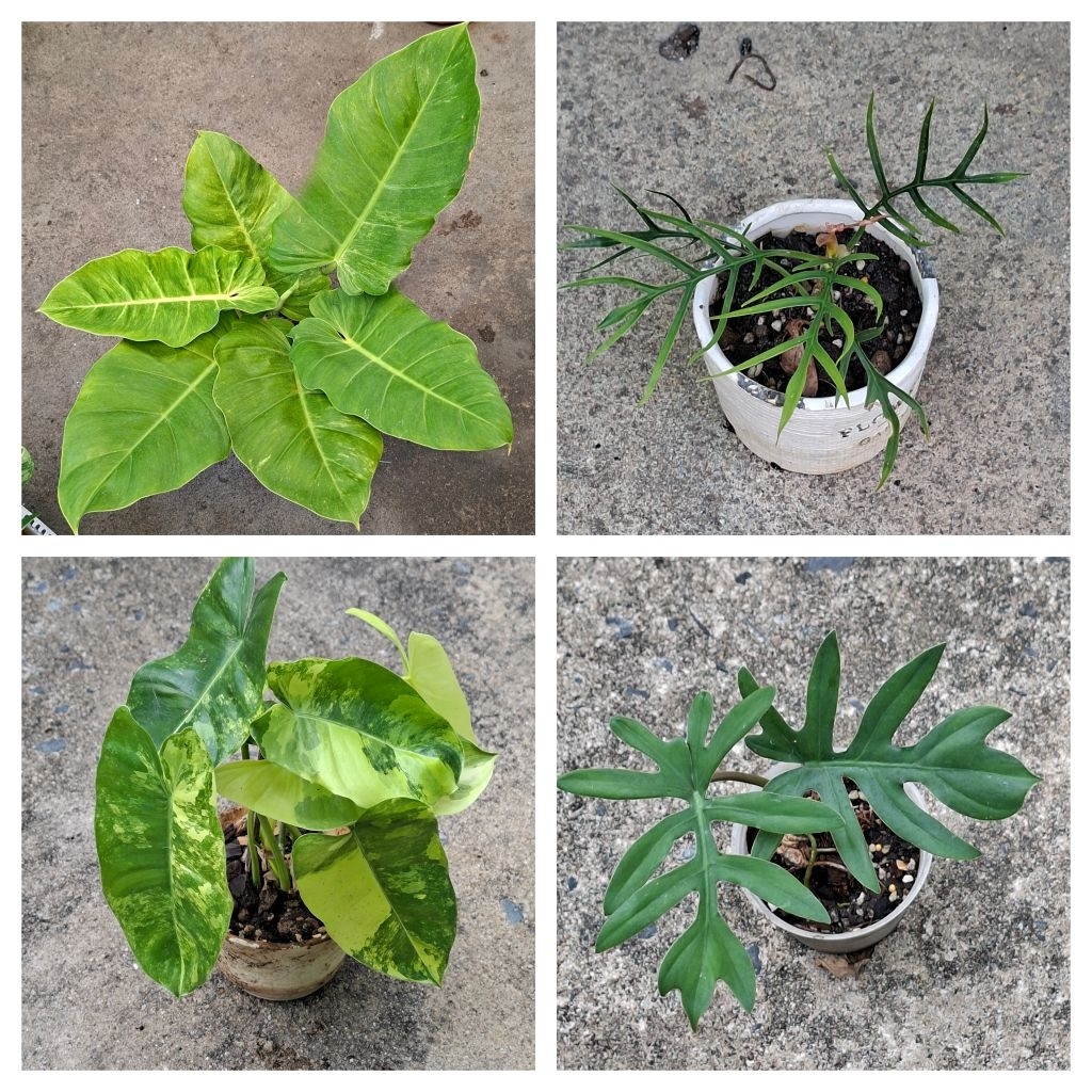 ‼️ราคาพิเศษ‼️ #philodendron ระบายต้นไม้ค่ะ รบกวนอ่านรายละเอียดนิดนึงนะคะ