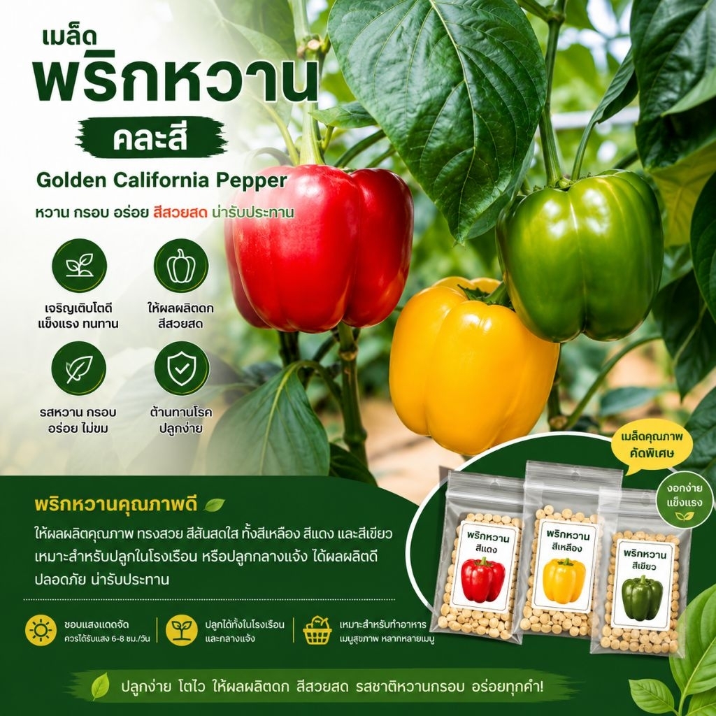 เมล็ดพริกหวาน คละสี สีเหลือง แดง เขียว เมล็ดนำเข้า ปลูกง่าย ดูแลง่าย