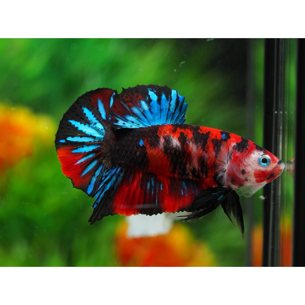 หม้อแฟนตาซีมัลติคัดเลอ คละสี อยากได้สีไหนทักข้อความได้เลย