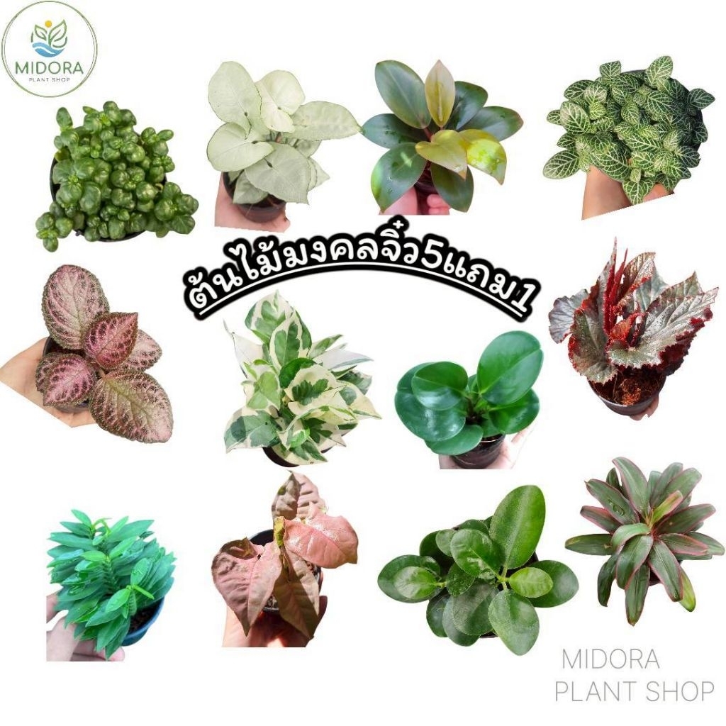 🌱 ต้นไม้จิ๋ว ไม้มงคลฟอกอากาศ ☘️ ซื้อ 5 แถม 1 พร้อมจัดส่งทั่วประเทศ