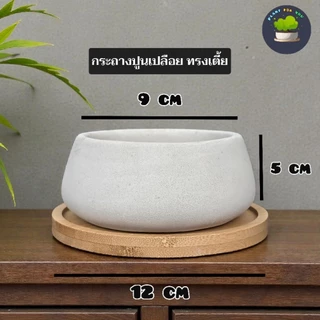 🌳บอนไซมินิ Bonsai Mini มีต้นหลายแบบ พร้อมกระถางปูนเปลือยทรงเตี้ย+จานรองไม้+หินหน้ากระถาง